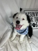 Bentley, a male Border Collie for sale in Greenfield, IN – 3 of 5