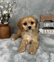 Ross, a male Cavapoo for sale in Greenfield, IN – Photo 3 of 5