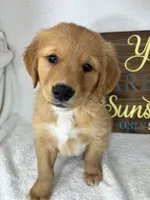 Gizmo, a male Golden Retriever for sale in Greenfield, IN – 3 of 4