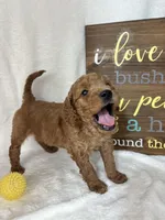 Skipper, a male Miniature Goldendoodle for sale in Greenfield, IN – Photo 5 of 5