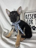 Gage, a male German Shepherd Dog for sale in Greenfield, IN – 2 of 6