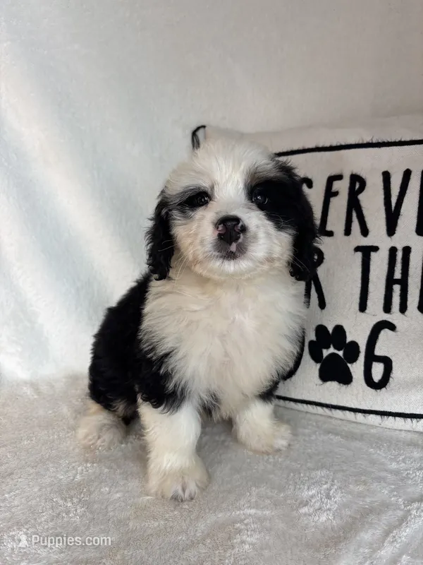 Max – Bernedoodle puppy for sale in Greenfield, IN