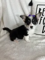 Chloe , a female Pembroke Welsh Corgi for sale in Greenfield, IN – 2 of 5
