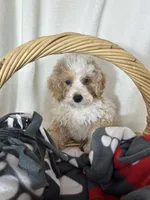 Benard, a male Bernedoodle for sale in Greenfield, IN – 3 of 5
