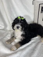 Molly, a female Bernedoodle for sale in Greenfield, IN – 5 of 6