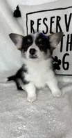 Chloe , a female Pembroke Welsh Corgi for sale in Greenfield, IN – 1 of 5