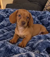 Daisey, a female Dachshund for sale in Greenfield, IN – 3 of 4