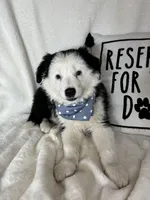 Bentley, a male Border Collie for sale in Greenfield, IN – 5 of 5