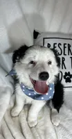 Bentley, a male Border Collie for sale in Greenfield, IN – 2 of 5