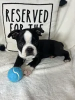 Baker, a male Boston Terrier for sale in Greenfield, IN – 4 of 5