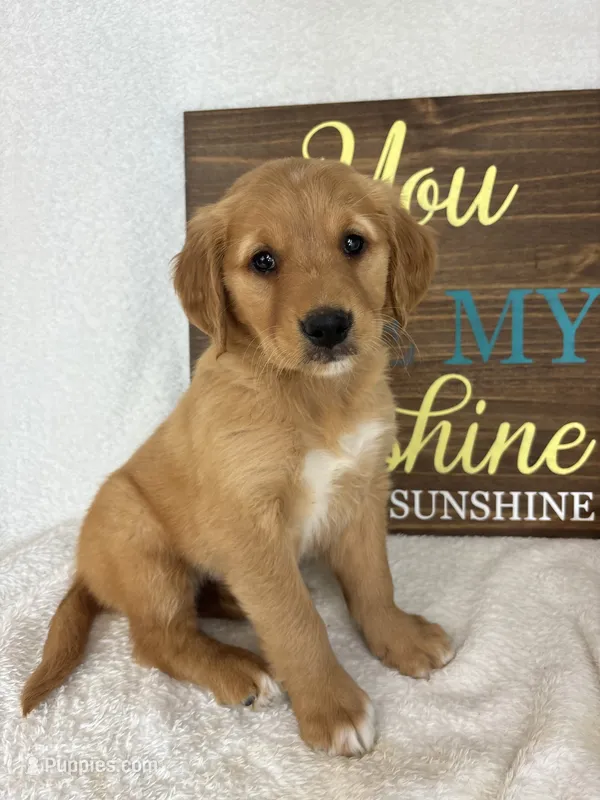 Gracie – Golden Retriever puppy for sale in Greenfield, IN