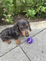 Rick, a male Miniature Dachshund for sale in Greenfield, IN – 4 of 7