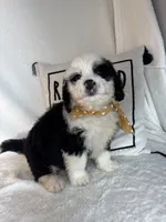 Max, a male Bernedoodle for sale in Greenfield, IN – 3 of 5