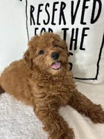 Goldie, a female Miniature Goldendoodle for sale in Greenfield, IN – 5 of 5