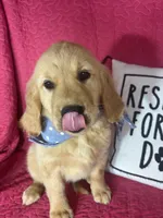 Grover, a male Golden Retriever for sale in Greenfield, IN – 5 of 5