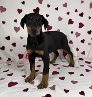 Dixie, a female Doberman Pinscher for sale in Greenfield, IN – Photo 2 of 5