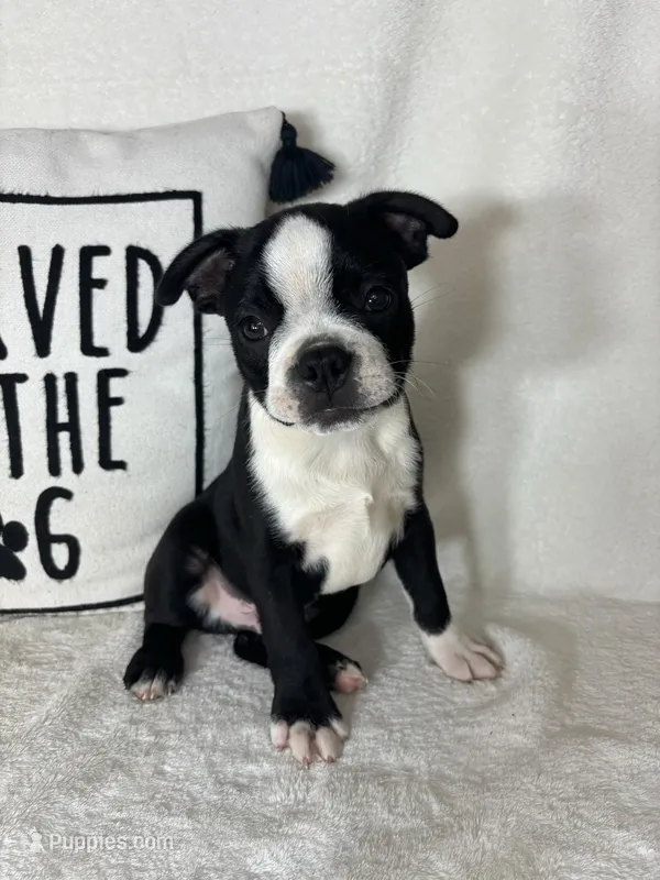 Baker – Boston Terrier puppy for sale in Greenfield, IN