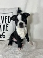 Baker, a male Boston Terrier for sale in Greenfield, IN – 1 of 5