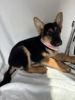 Gladys, a female German Shepherd Dog for sale in Greenfield, IN – 3 of 3