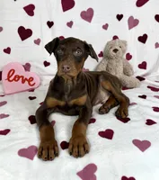 Diesel, a male Doberman Pinscher for sale in Greenfield, IN – Photo 2 of 5