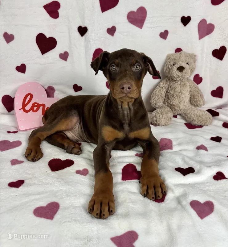 Diesel, a male Doberman Pinscher for sale in Greenfield, IN – Photo 1 of 5