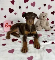 Diesel, a male Doberman Pinscher for sale in Greenfield, IN – Photo 1 of 5