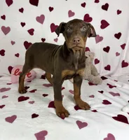 Diesel, a male Doberman Pinscher for sale in Greenfield, IN – Photo 4 of 5