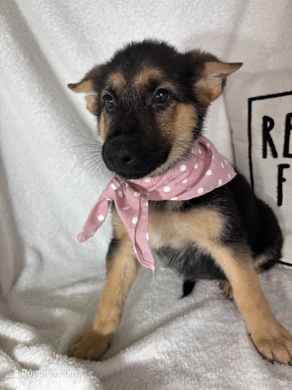 Gladys – German Shepherd Dog puppy for sale in Greenfield, IN