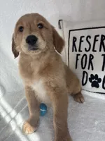 Grover, a male Golden Retriever for sale in Greenfield, IN – 3 of 5