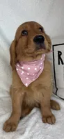 Gracie, a female Golden Retriever for sale in Greenfield, IN – 3 of 5