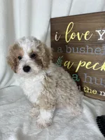 Benard, a male Bernedoodle for sale in Greenfield, IN – 4 of 5