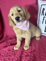 Gwen, a female Golden Retriever for sale in Greenfield, IN – 3 of 5