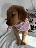 Gigi, a female Golden Retriever for sale in Greenfield, IN – 3 of 5