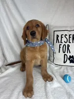Gismo , a male Golden Retriever for sale in Greenfield, IN – 4 of 5