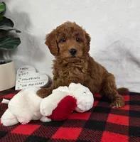 Gabby, a female Miniature Goldendoodle for sale in Greenfield, IN – Photo 4 of 5
