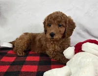 Gabby, a female Miniature Goldendoodle for sale in Greenfield, IN – Photo 1 of 5