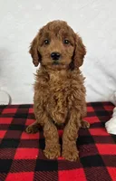 Gabby, a female Miniature Goldendoodle for sale in Greenfield, IN – Photo 3 of 5