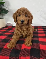Gabby, a female Miniature Goldendoodle for sale in Greenfield, IN – Photo 5 of 5