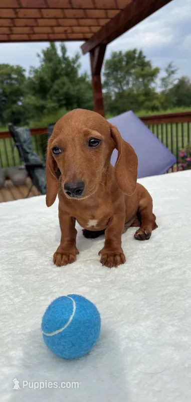 Bob – Miniature Dachshund puppy for sale in Greenfield, IN