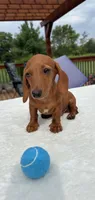 Bob, a male Miniature Dachshund for sale in Greenfield, IN – 1 of 5