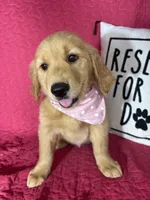 Gigi, a female Golden Retriever for sale in Greenfield, IN – 2 of 5