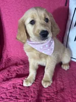 Ginger, a female Golden Retriever for sale in Greenfield, IN – 3 of 5