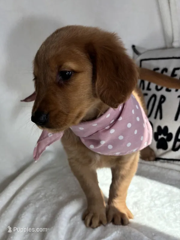 Gigi – Golden Retriever puppy for sale in Greenfield, IN