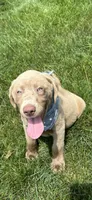 Storm, a male Labrador Retriever for sale in Greenfield, IN – 4 of 4