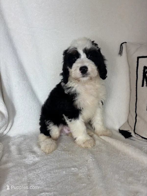 Mozart – Bernedoodle puppy for sale in Greenfield, IN