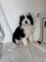 Mozart, a male Bernedoodle for sale in Greenfield, IN – 1 of 5