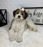 Monica, a female Miniature Bernedoodle for sale in Greenfield, IN – Photo 1 of 5