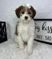Monica, a female Miniature Bernedoodle for sale in Greenfield, IN – Photo 2 of 5