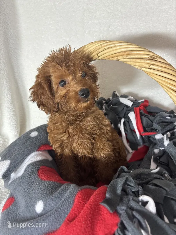 Gabby – Miniature Goldendoodle puppy for sale in Greenfield, IN
