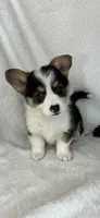 Casper , a male Pembroke Welsh Corgi for sale in Greenfield, IN – 2 of 5